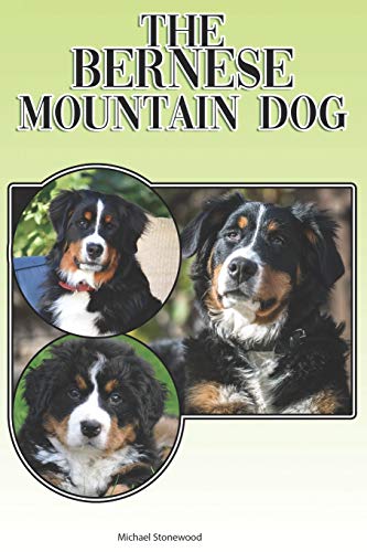 The Bernese Mountain Dog cover