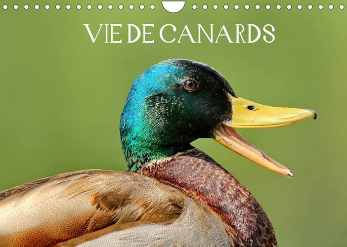Vie de canards (Calendrier mural 2022 DIN A4 horizontal): Canards aux magnifiques couleurs (Calendrier mensuel, 14 Pages )