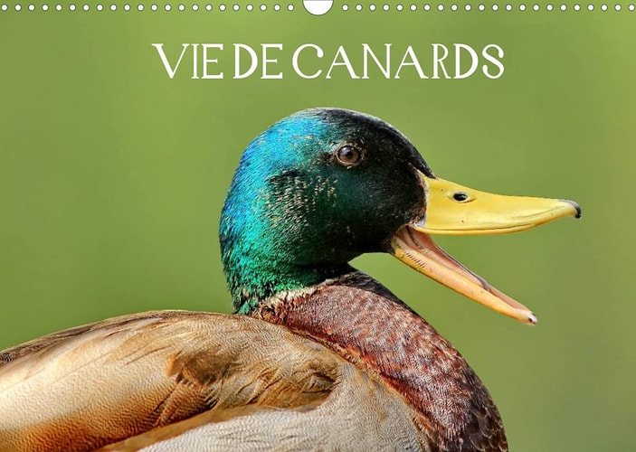 Vie de canards (Calendrier mural 2022 DIN A3 horizontal): Canards aux magnifiques couleurs (Calendrier mensuel, 14 Pages )