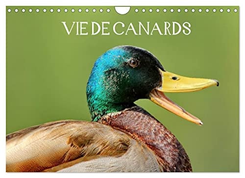 Vie de canards (Calendrier mural 2023 DIN A4 horizontal): Canards aux magnifiques couleurs (Calendrier mensuel, 14 Pages ) cover